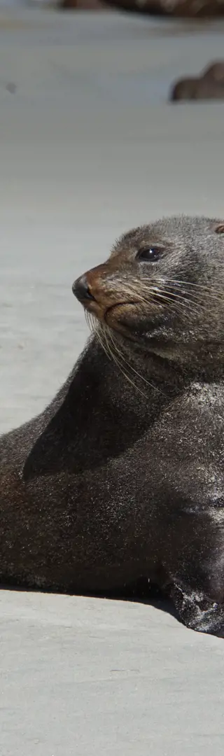 Seelöwen auf der Otago Peninsula